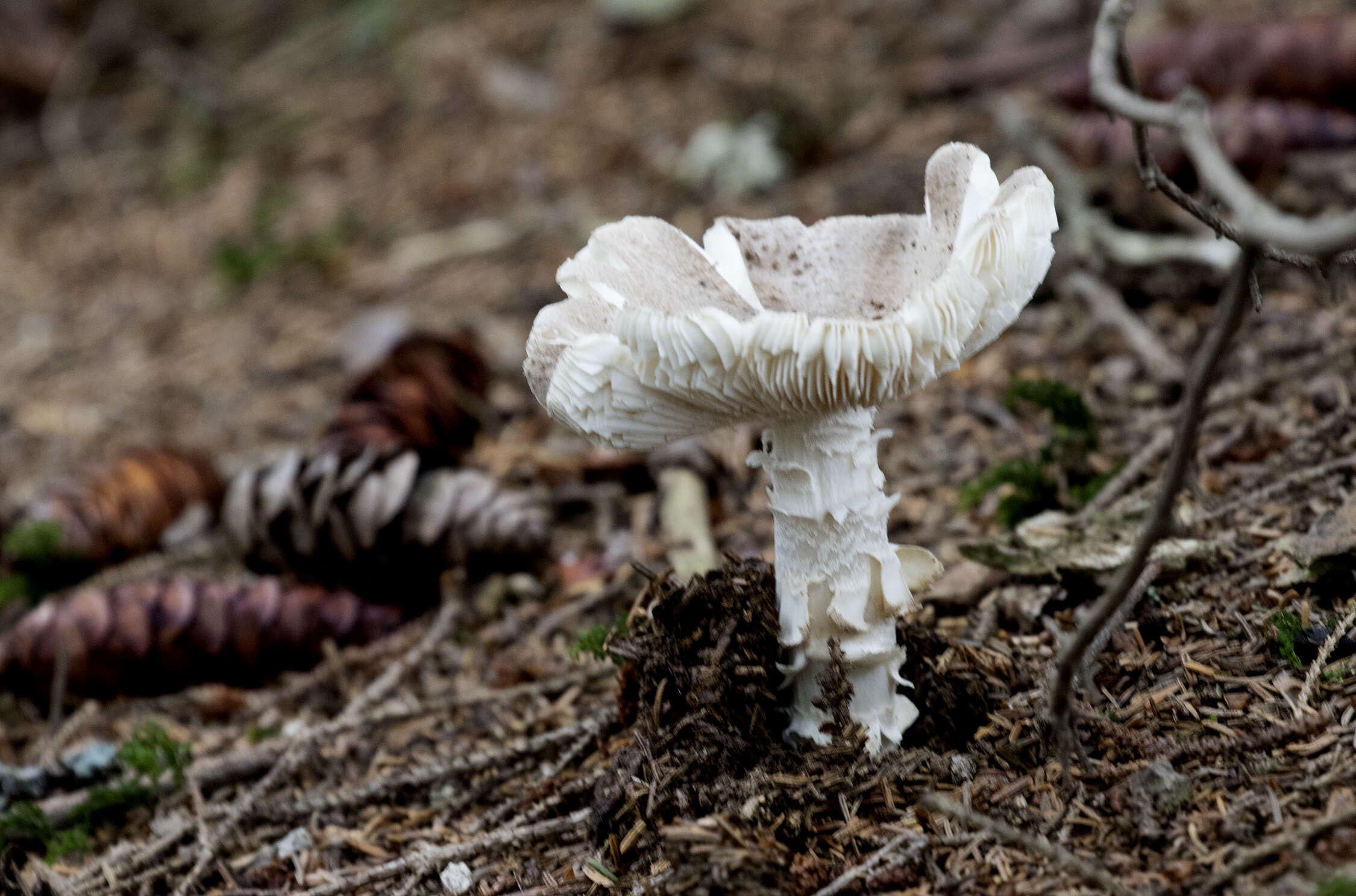 Image of Caucasian Spruce