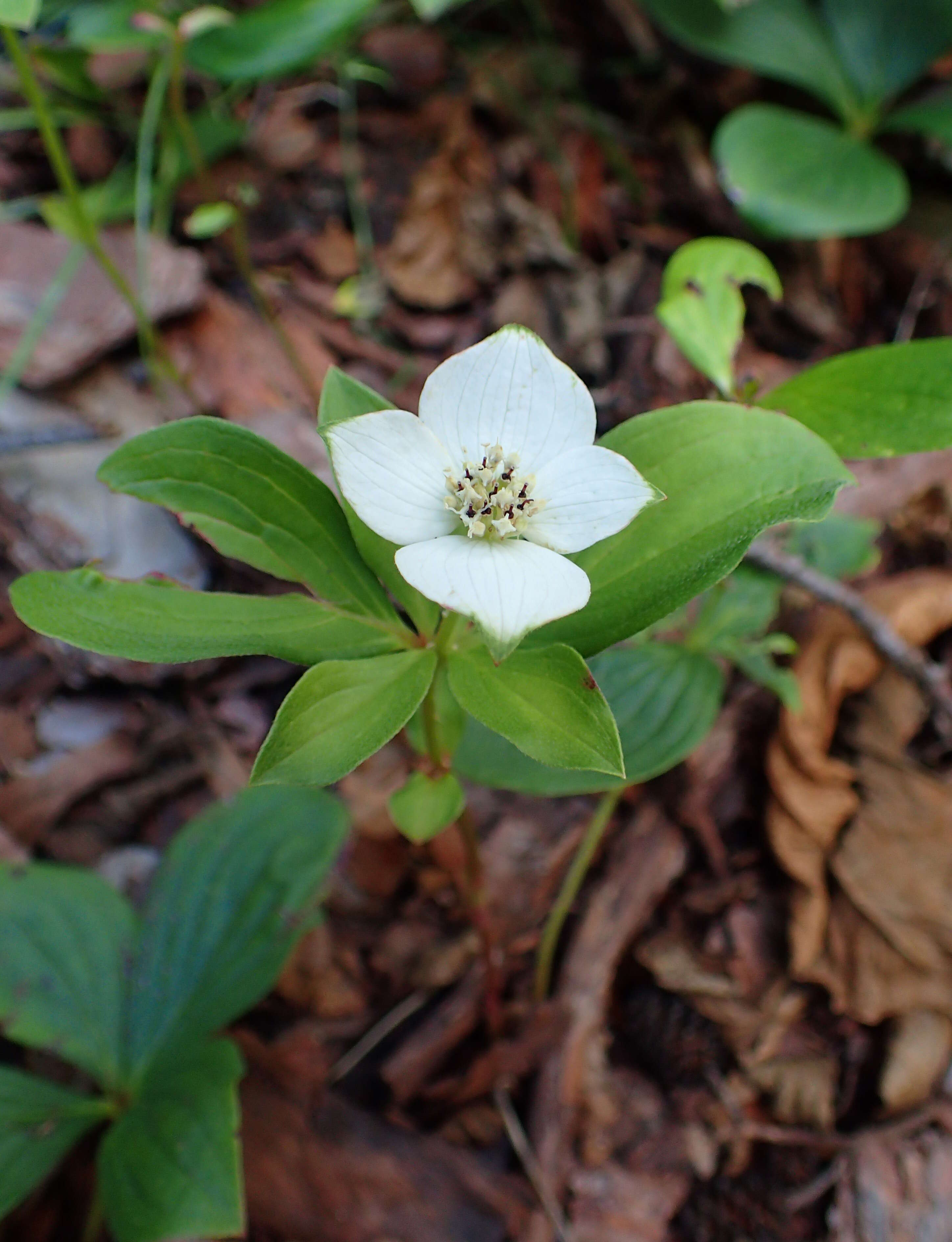 Image of bunchberry dogwood