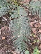 Image of Cycad