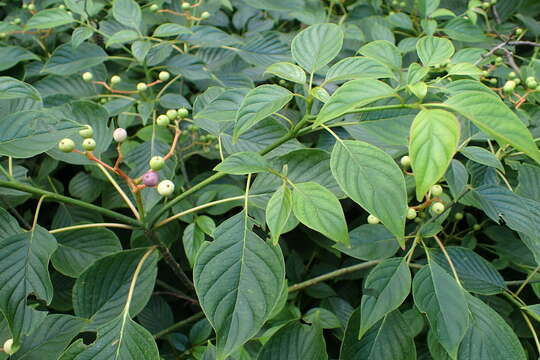 Image of giant dogwood