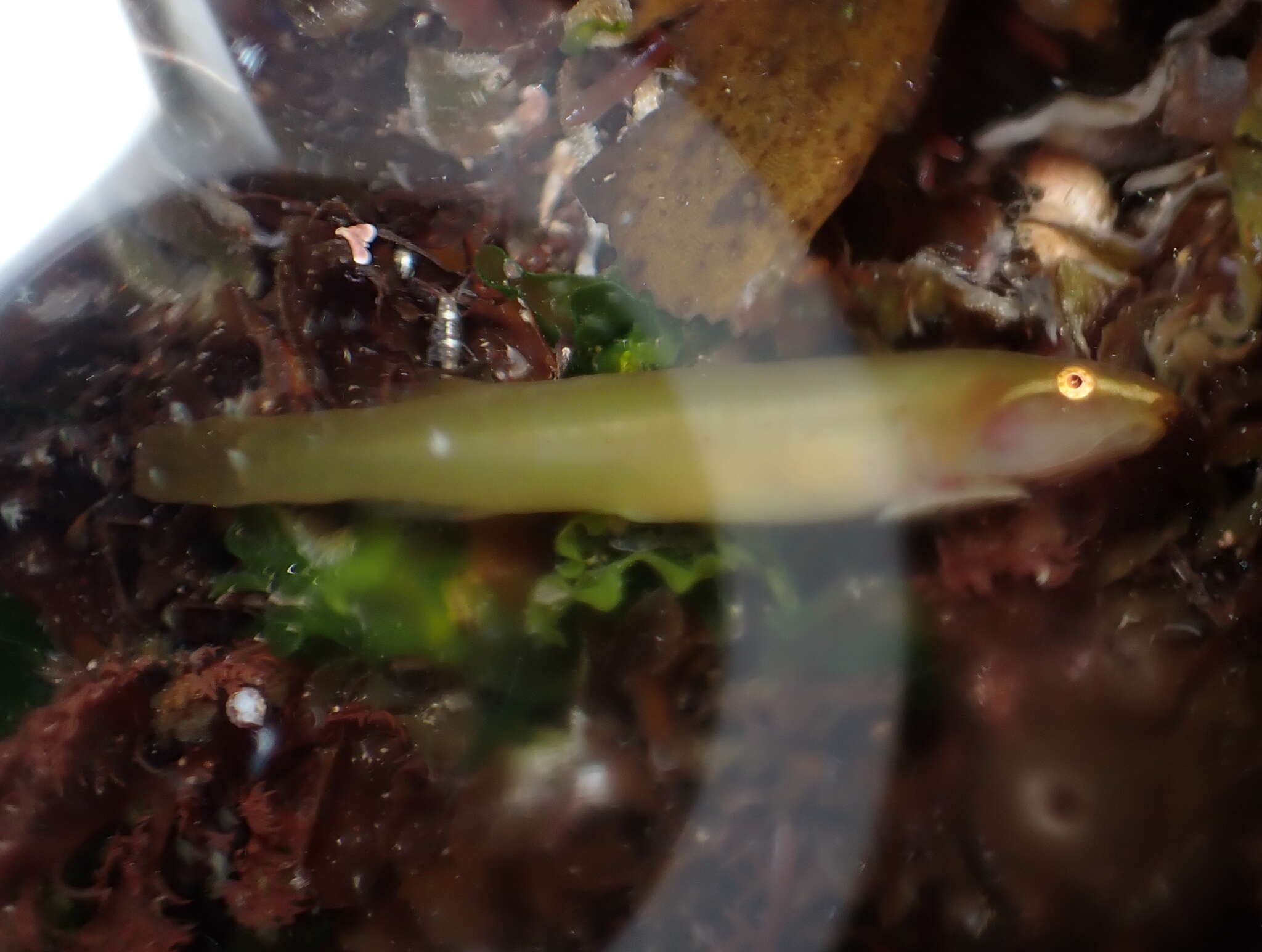 Image of Kelp clingfish