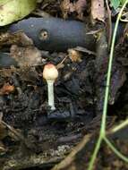 Leucoagaricus rubrotinctus (Peck) Singer 1948 resmi