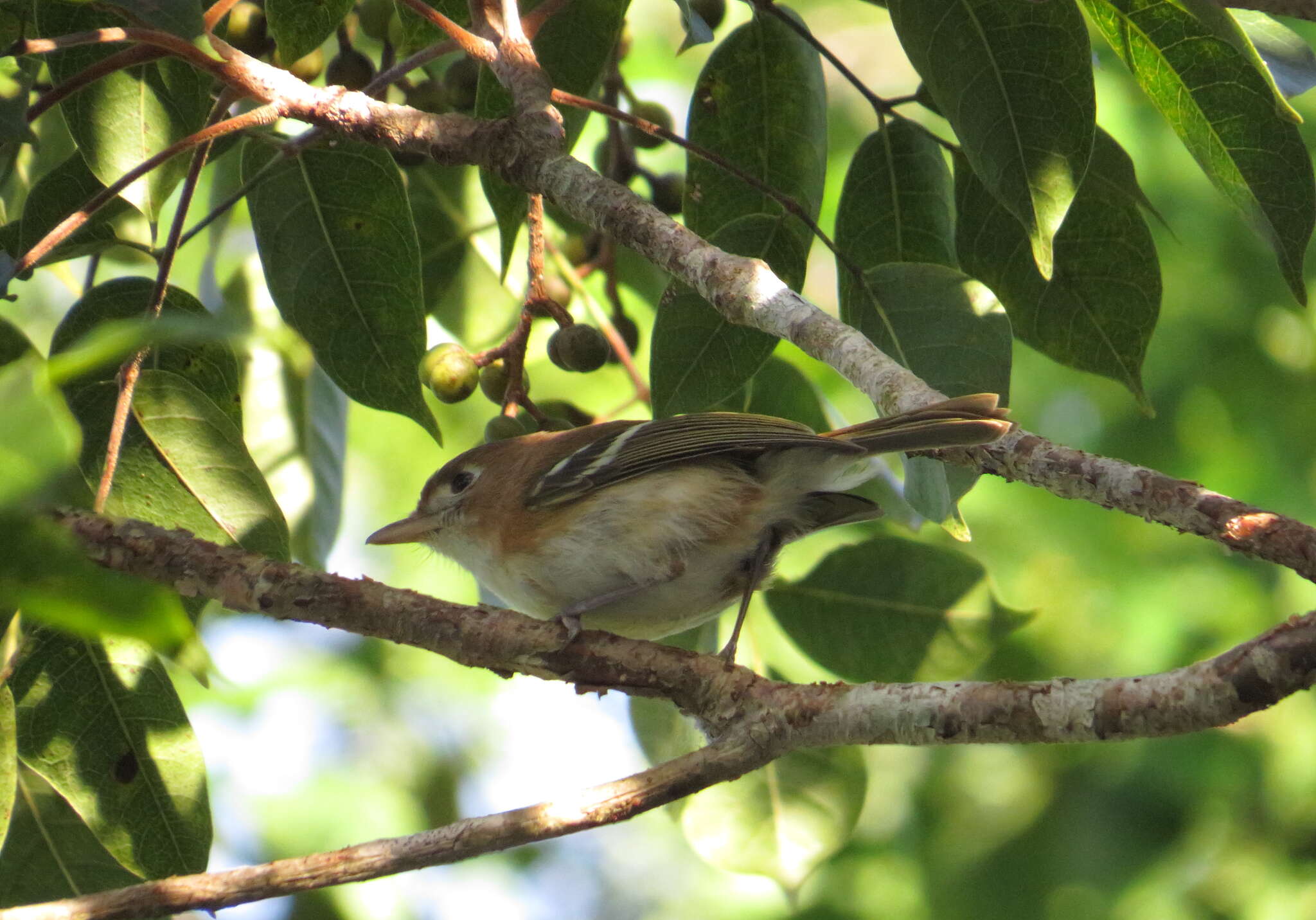 Vireo bairdi Ridgway 1885 resmi