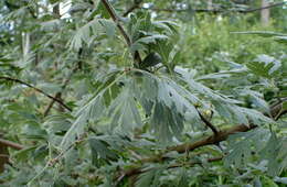 Image of Crataegus orientalis Pall. ex Bieb.