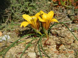 Image of Romulea membranacea M. P. de Vos