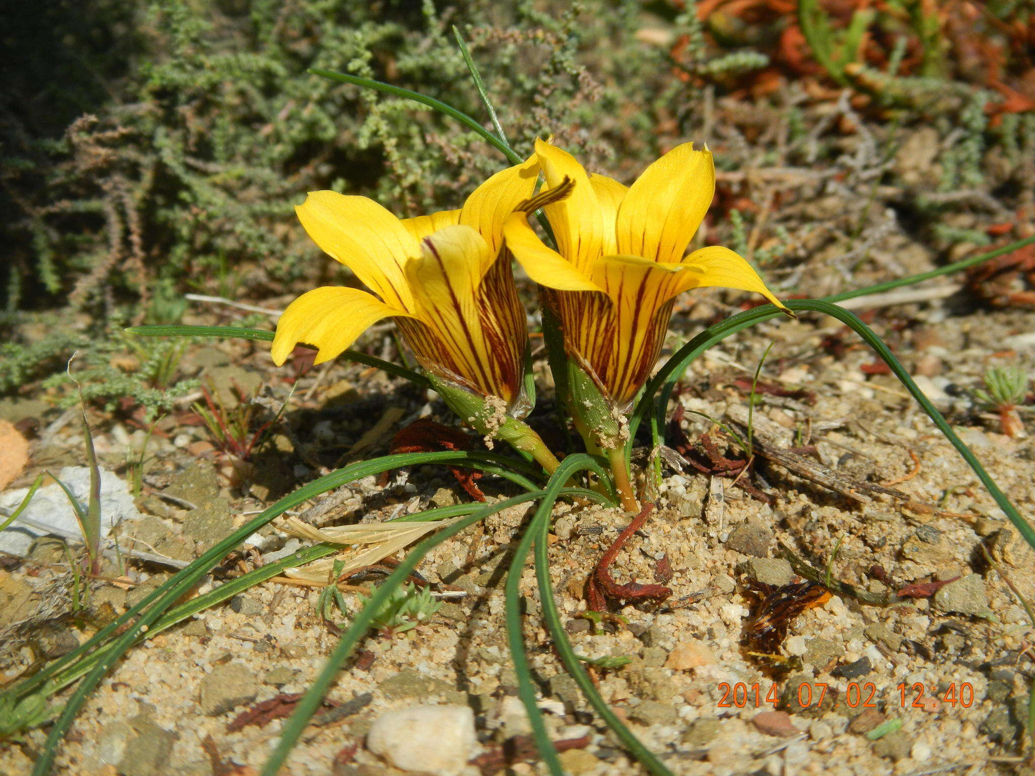 Image of Romulea membranacea M. P. de Vos