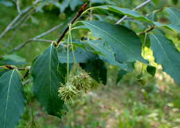 Image of Chinese Beech