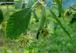 Image of Chinese Beech