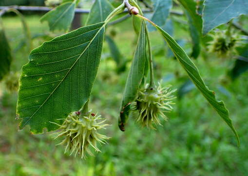 Imagem de Fagus engleriana Seemen ex Diels