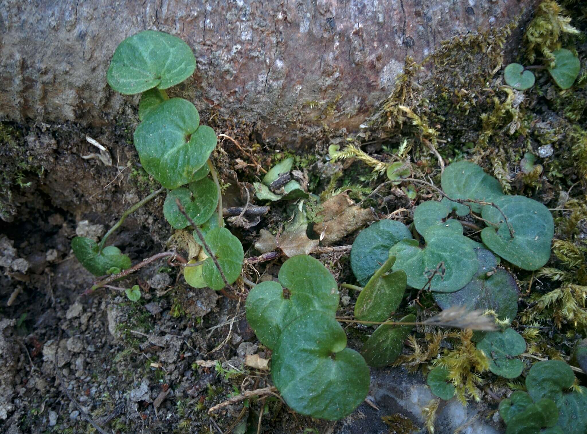 Image de Cymbalaria hepaticifolia (Poir.) Wettst.