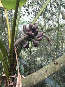 Image of Musa itinerans var. formosana (Warb.) Häkkinen & C. L. Yeh