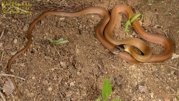 صورة Sibynophis chinensis (Günther 1889)