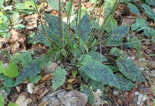 Image of spotted hawkweed