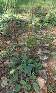 Image of spotted hawkweed