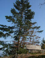 Image of Silver Fir