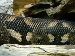 Image of Dumeril's Boa