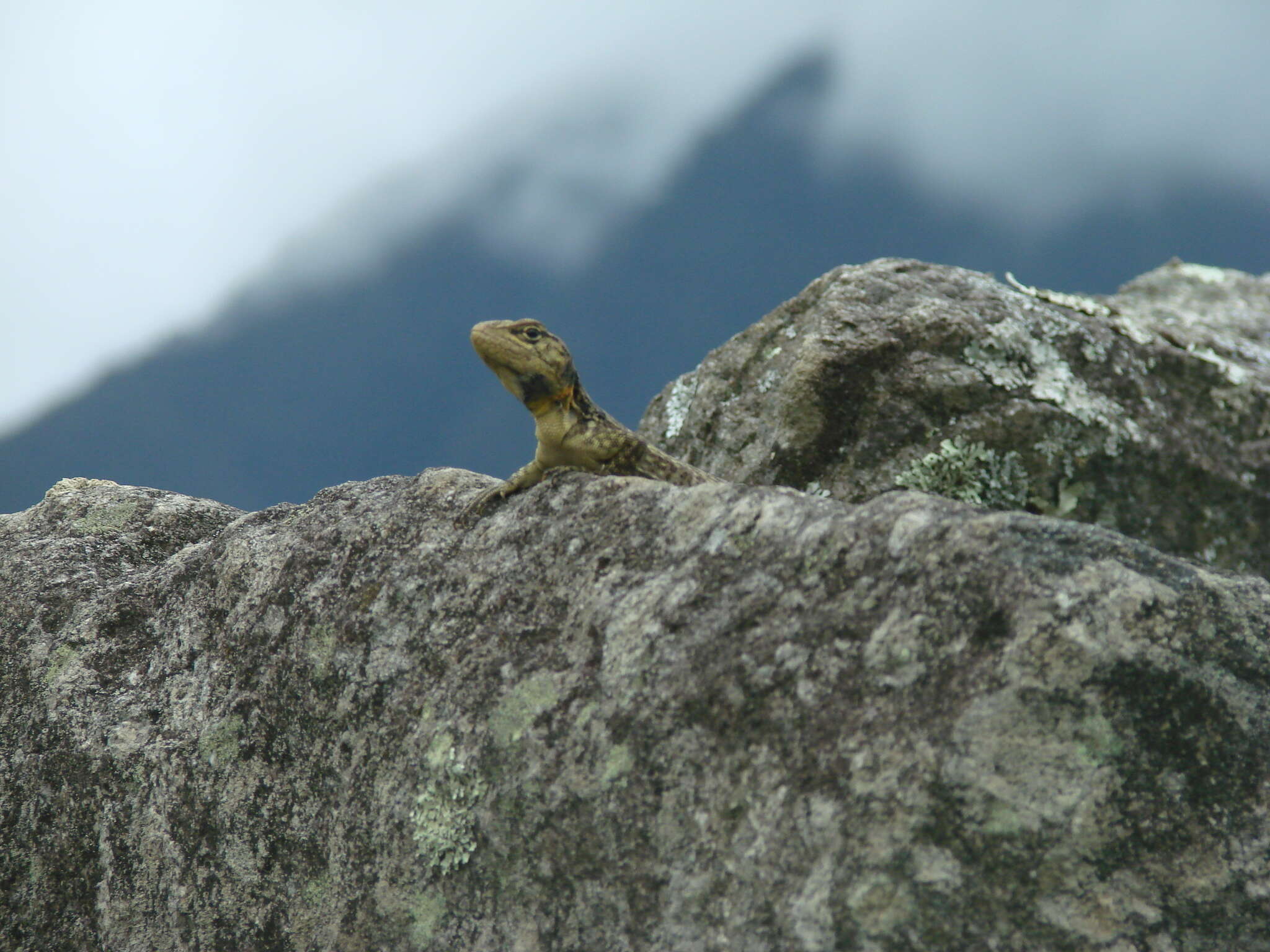 Image of Spiny Whorltail Iguana