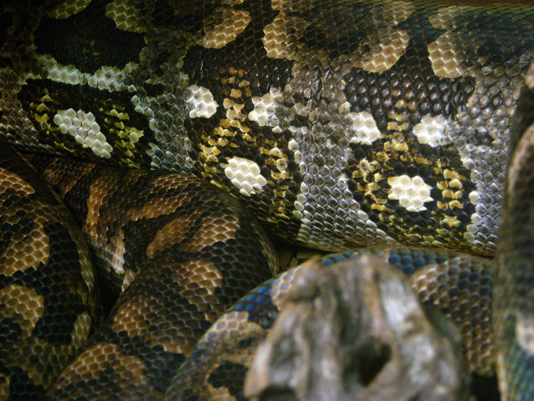 Image of Dumeril's Boa