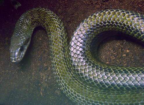 Image of Japanese Rat Snake