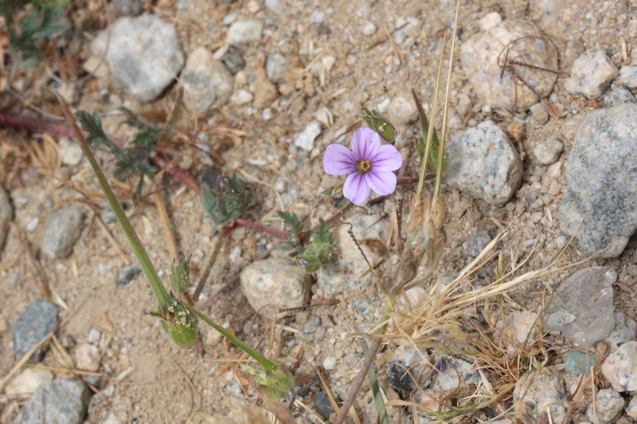 Image of longbeak stork's bill