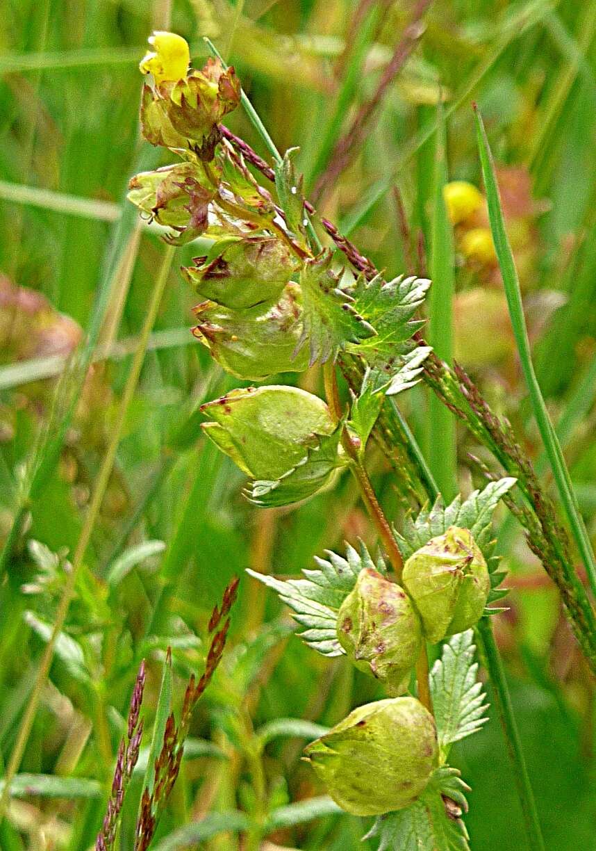 Image of Yellow rattle