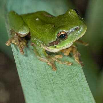 Image of Mediterranean Tree Frog