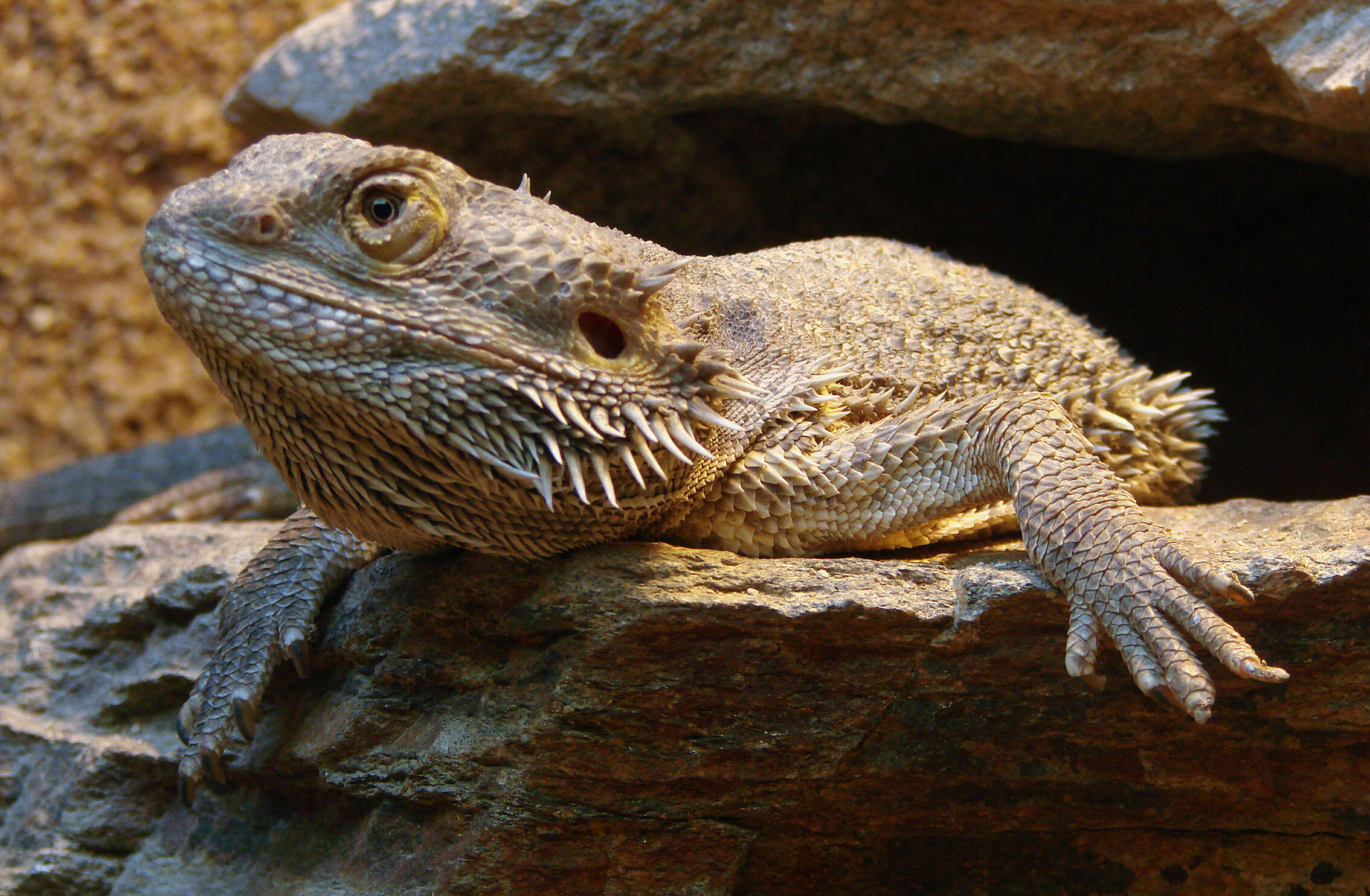 Image of Central bearded dragon