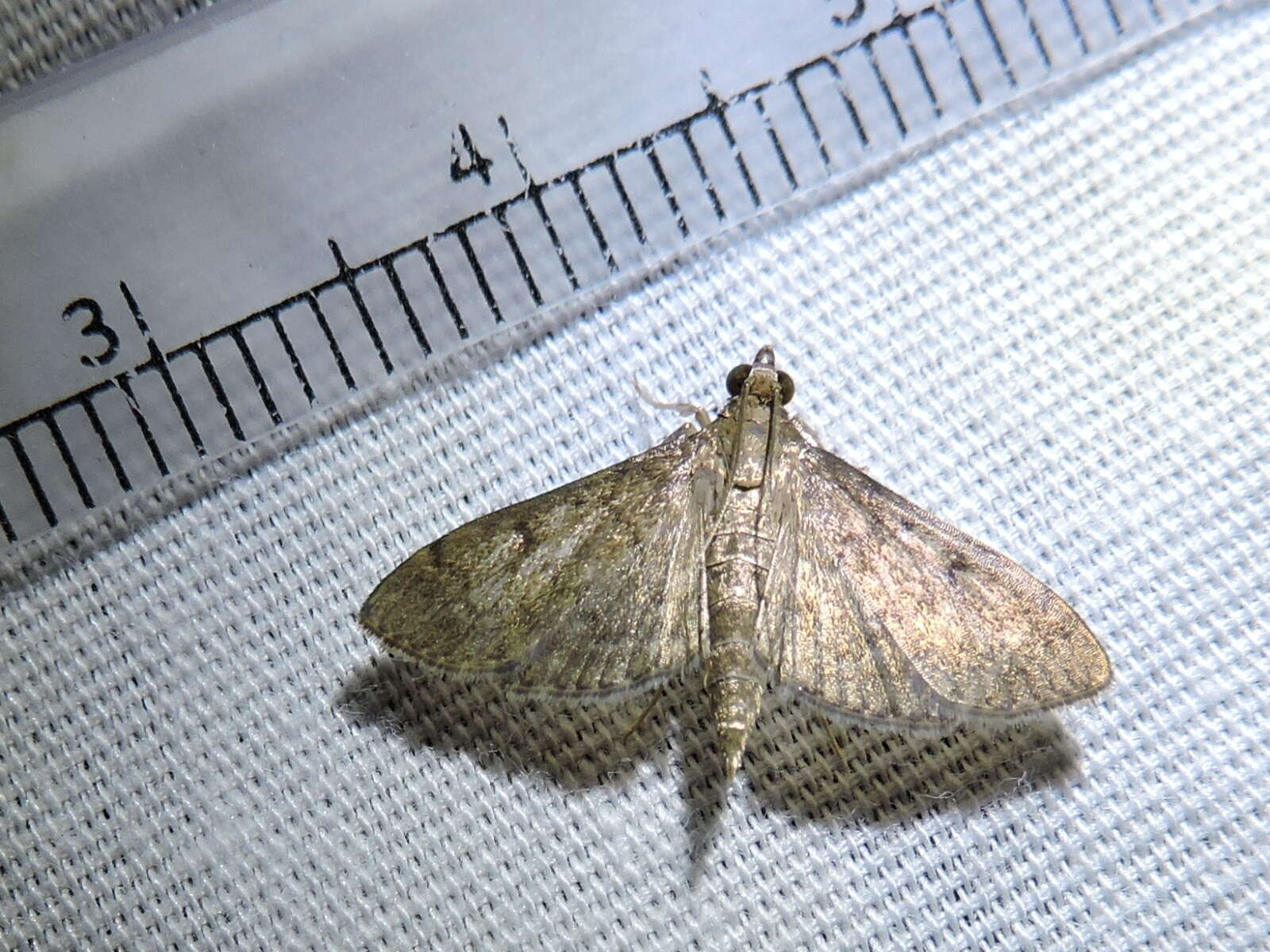 Image of Dusky Herpetogramma