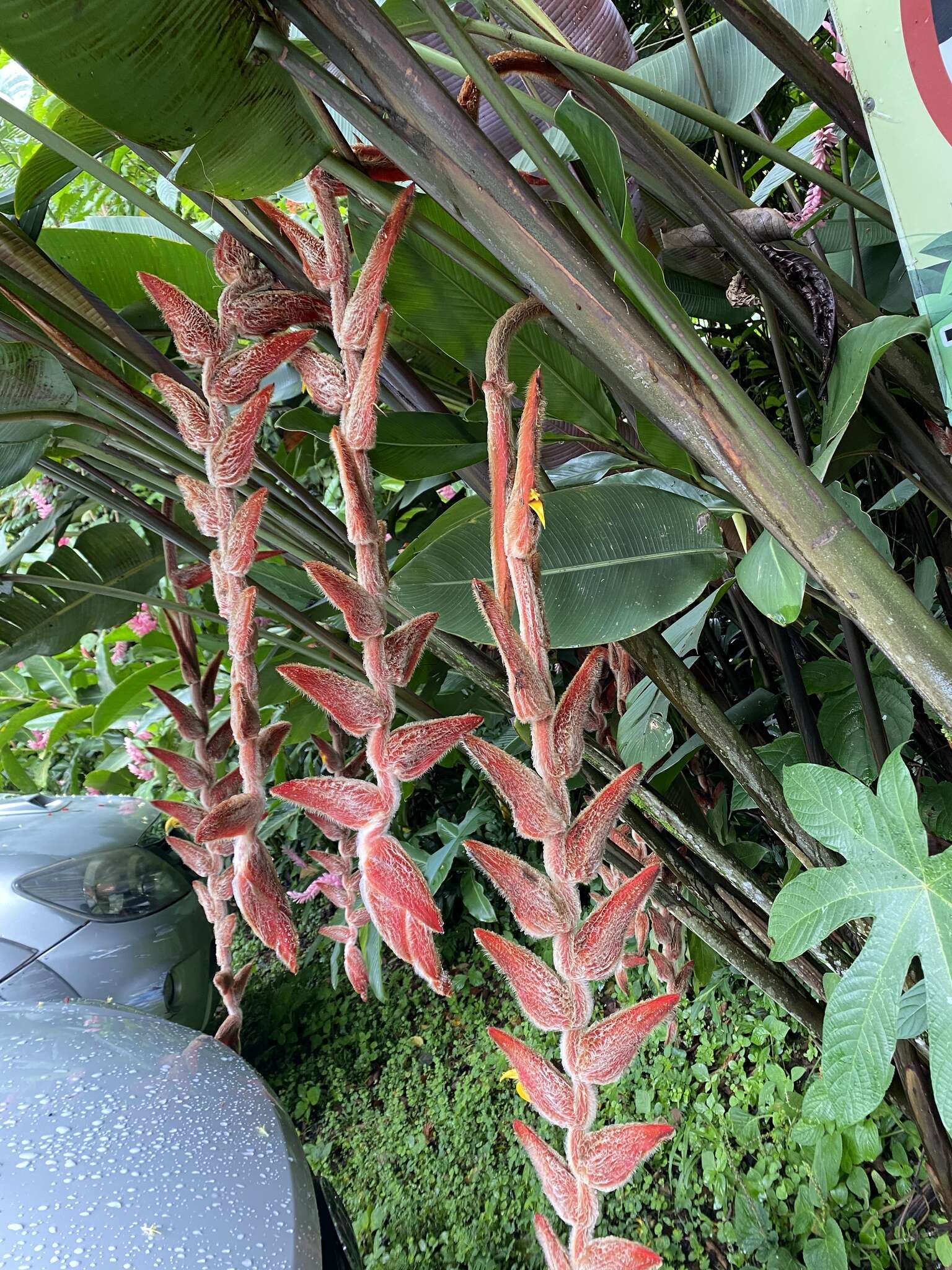 Image of Heliconia vellerigera Poepp.