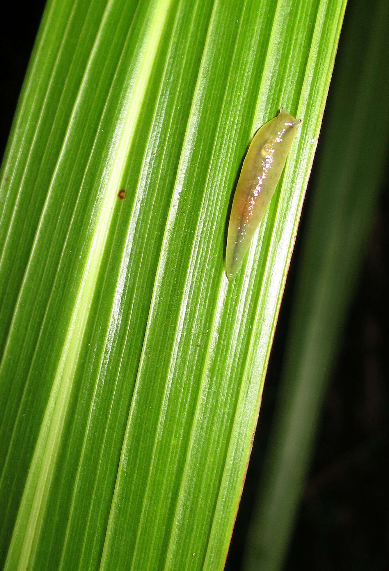 Image of Leaf-veined slug