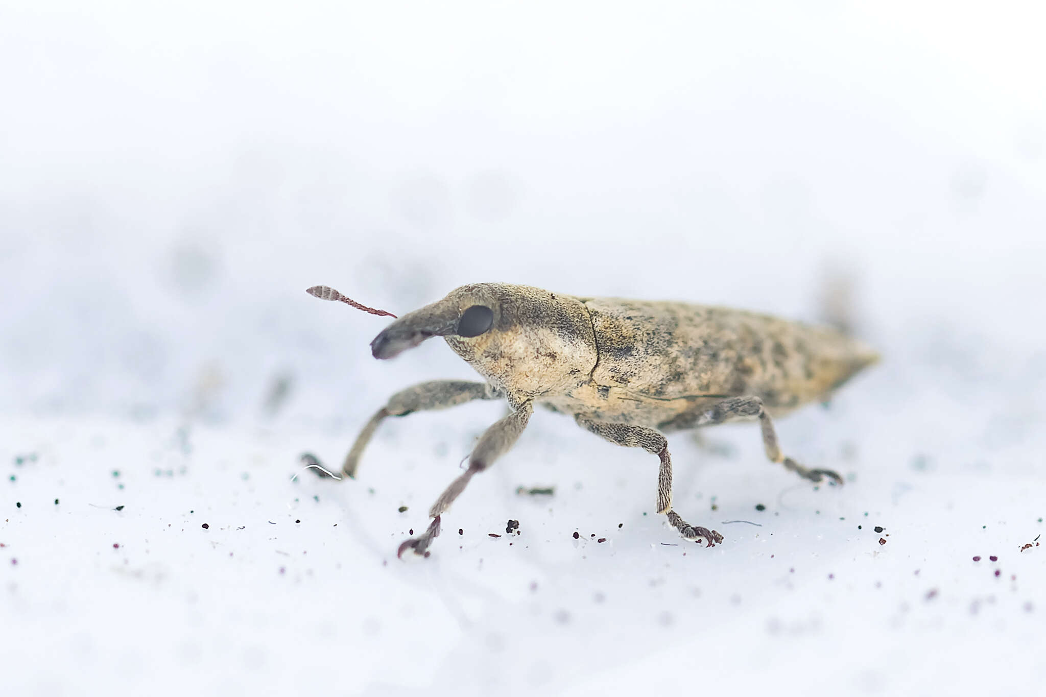 Слика од Lixus brevirostris Boheman 1836