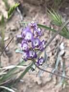 Imagem de Astragalus arizonicus A. Gray