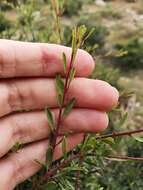 Image of Rhamnus lycioides subsp. atlantica (Murb.) Jahandiez & Maire