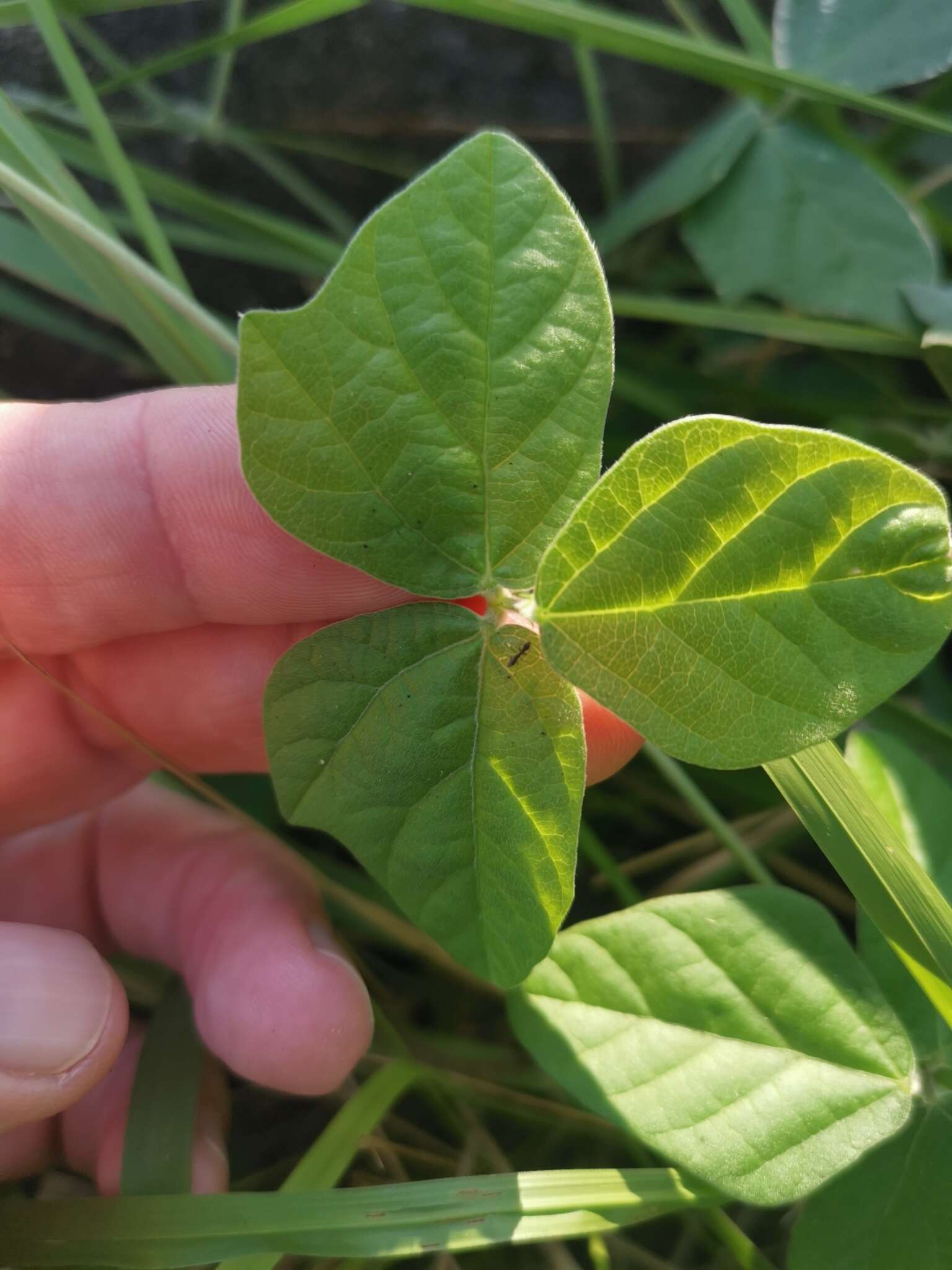 Image of Mucuna coriacea Baker