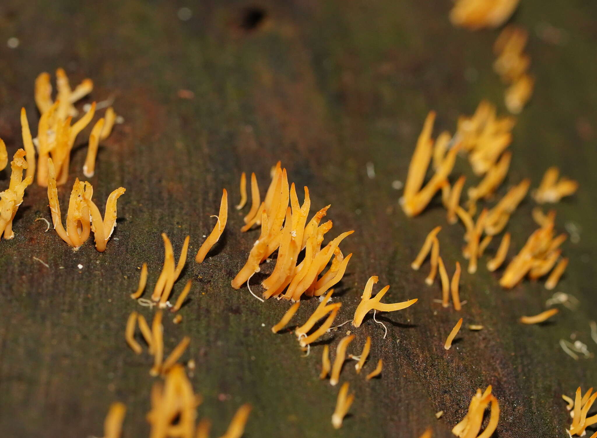 Image of Calocera sinensis McNabb 1965