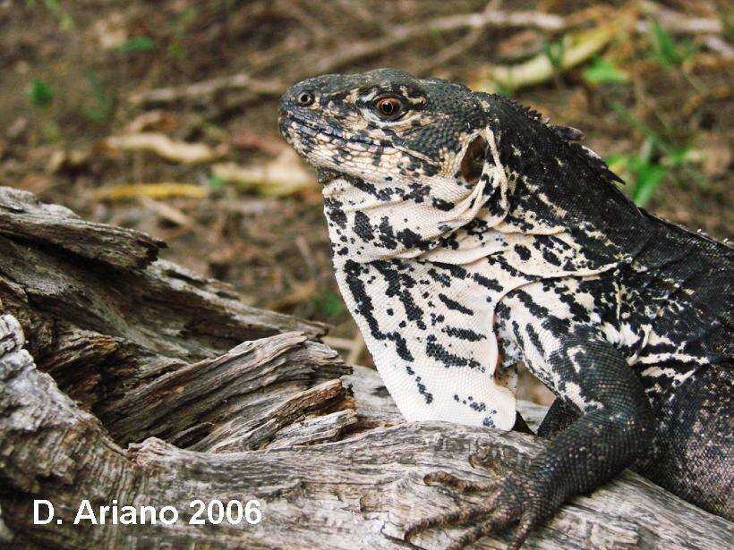 Image of Guatemalan Black Iguana