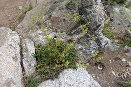 Image of Alchemilla saxatilis Buser