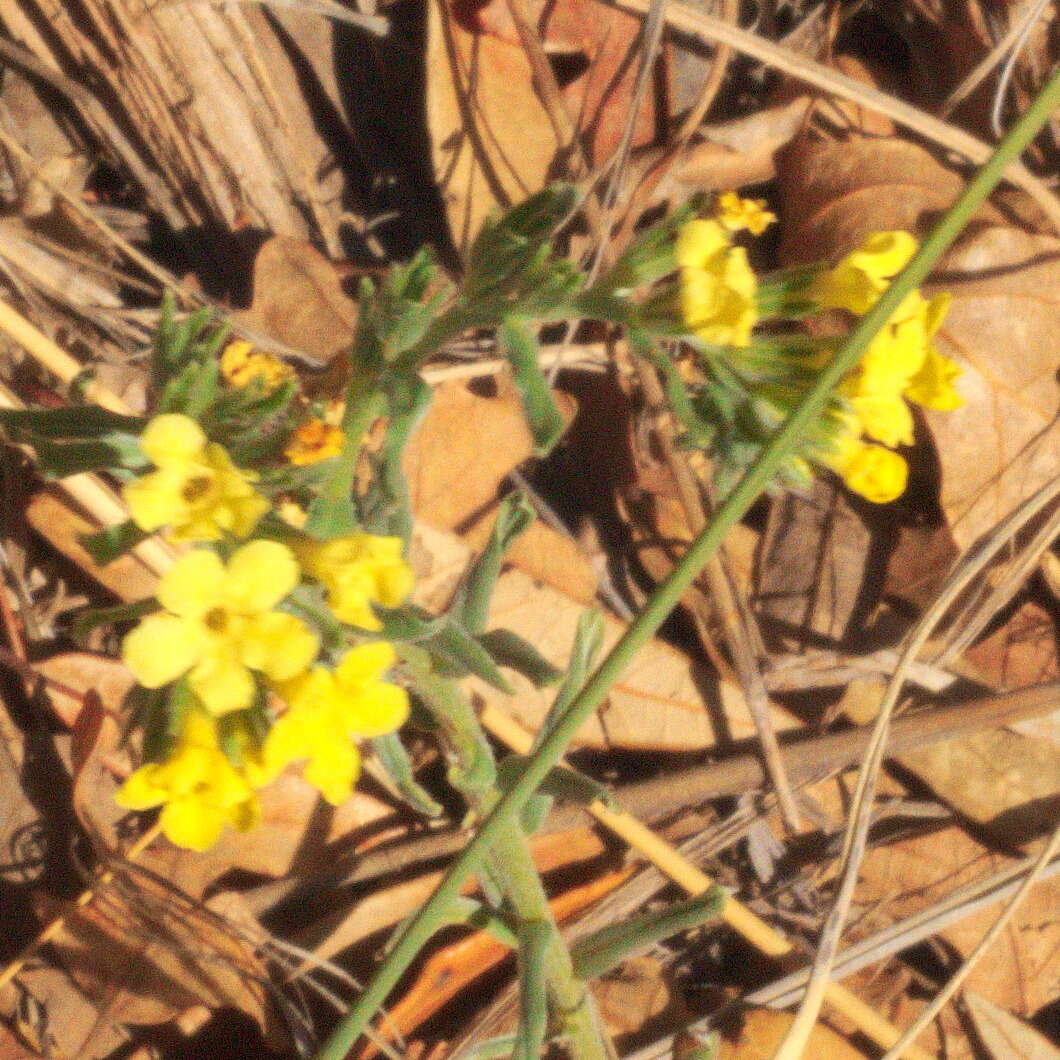 Plancia ëd Lithospermum cobrense Greene