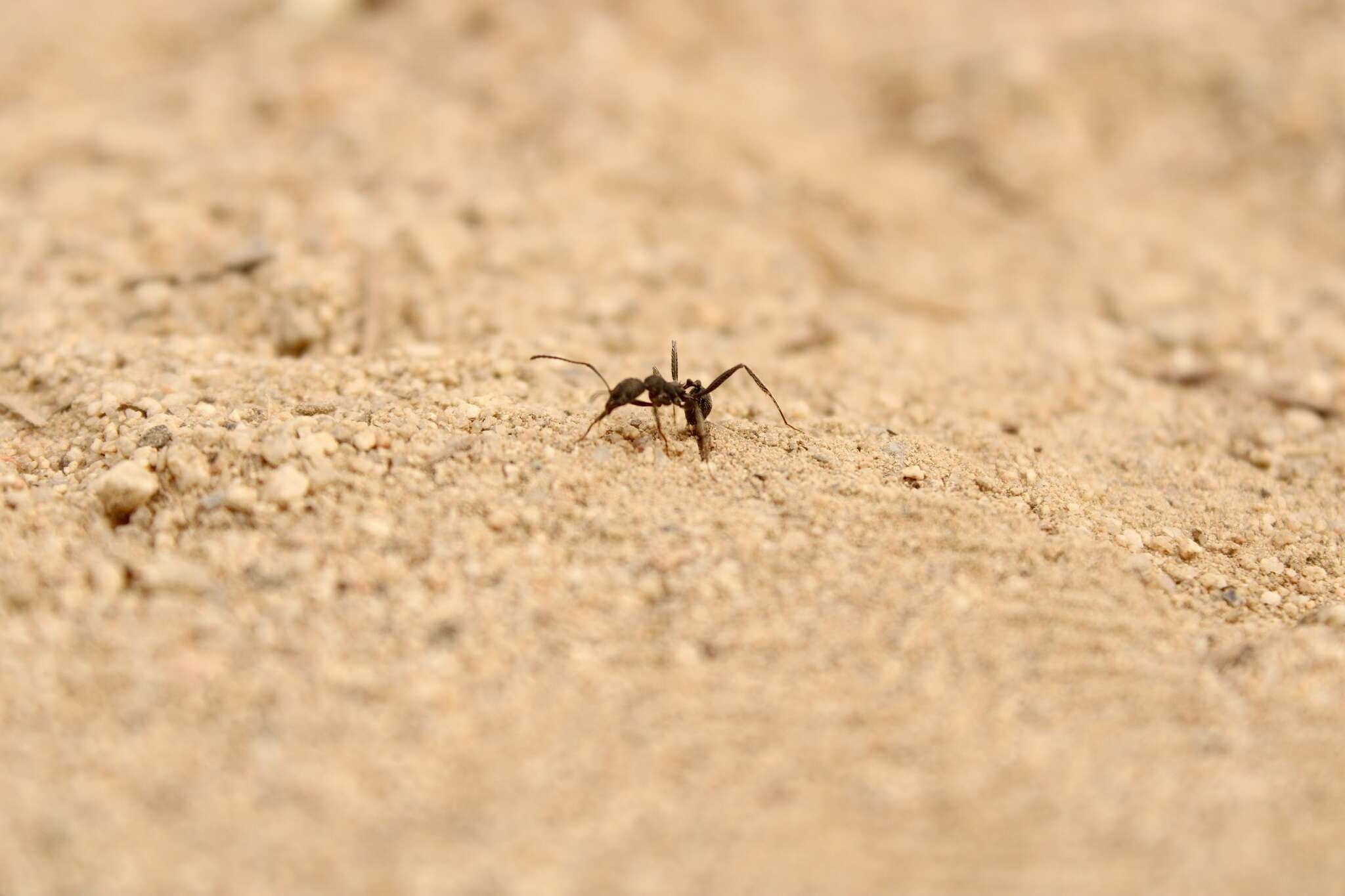 Image of Aphaenogaster senilis Mayr 1853