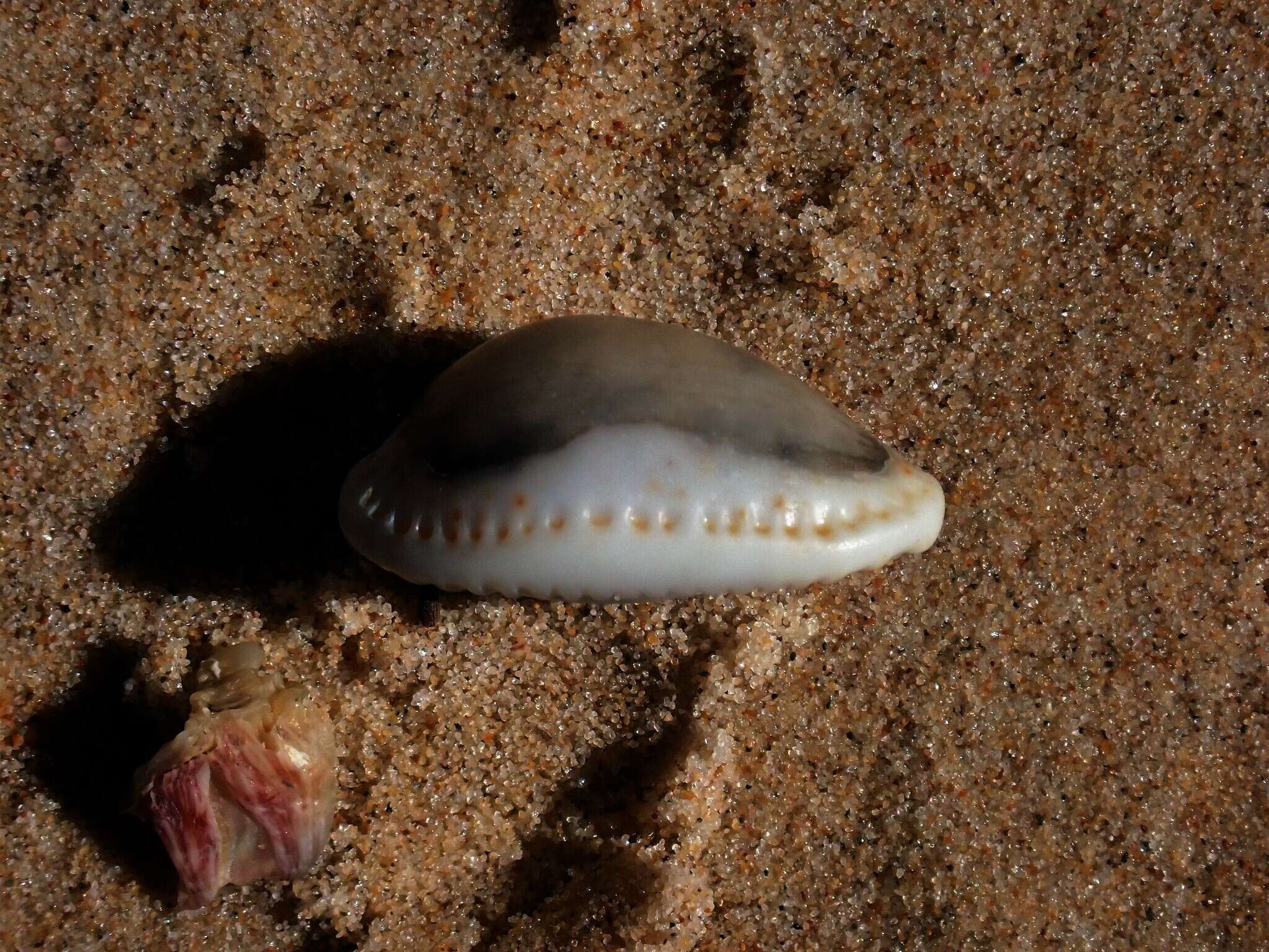 Image of separated cowry (from spurca and gangranosa)