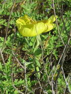 Image of beach evening primrose