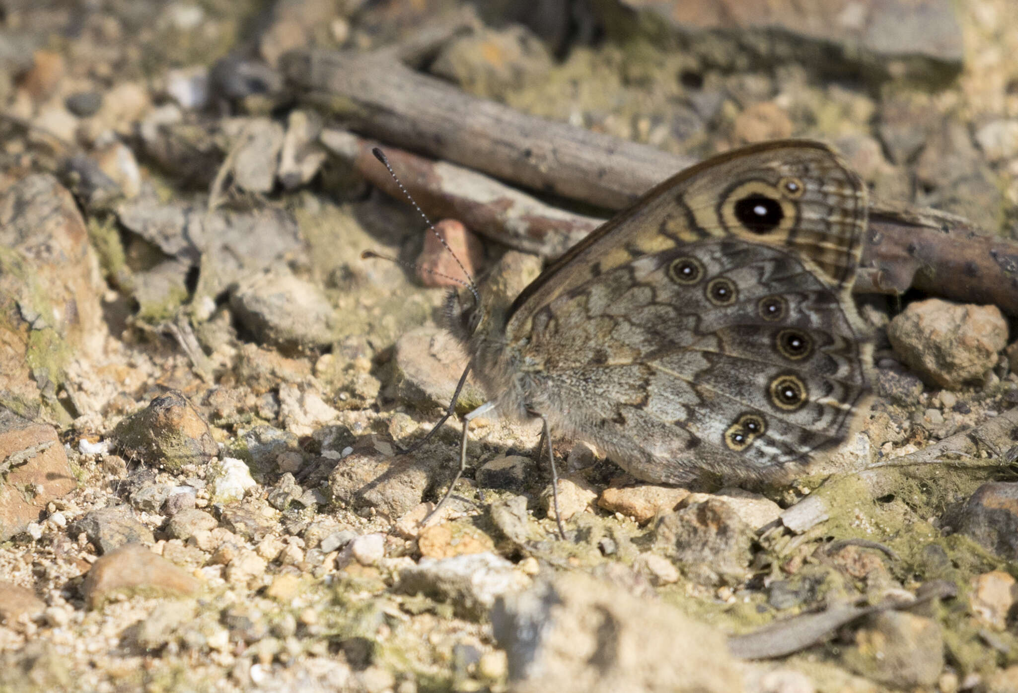 Image of Lasiommata megera