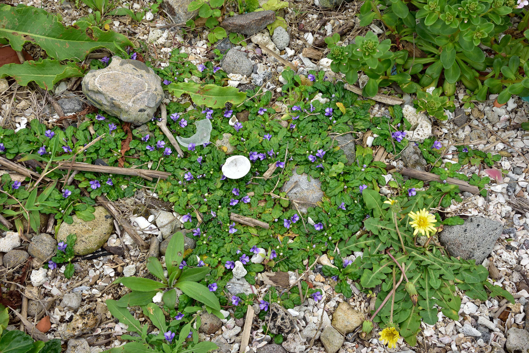 Слика од Ajuga pygmaea A. Gray