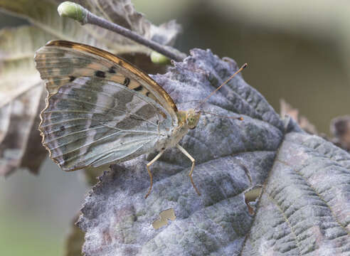 Imagem de Argynnis paphia Linnaeus 1758