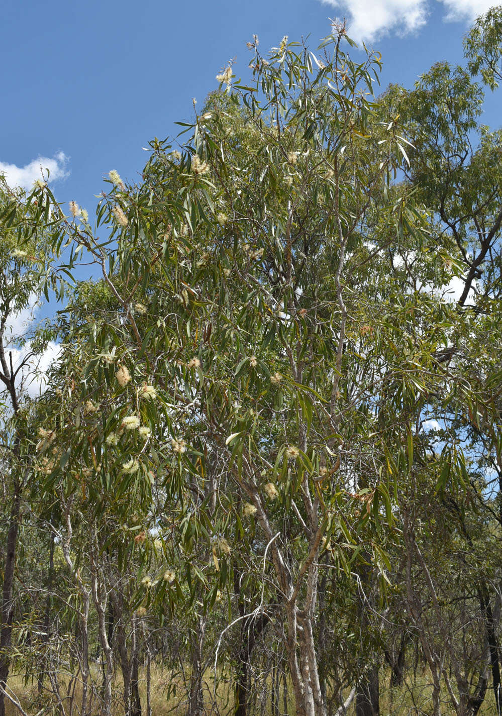 Image of niaouli-tree