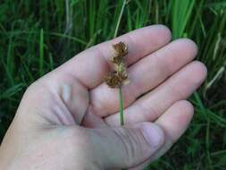 Image of broadwing sedge