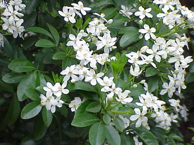 Image of Mexican Orange Blossom