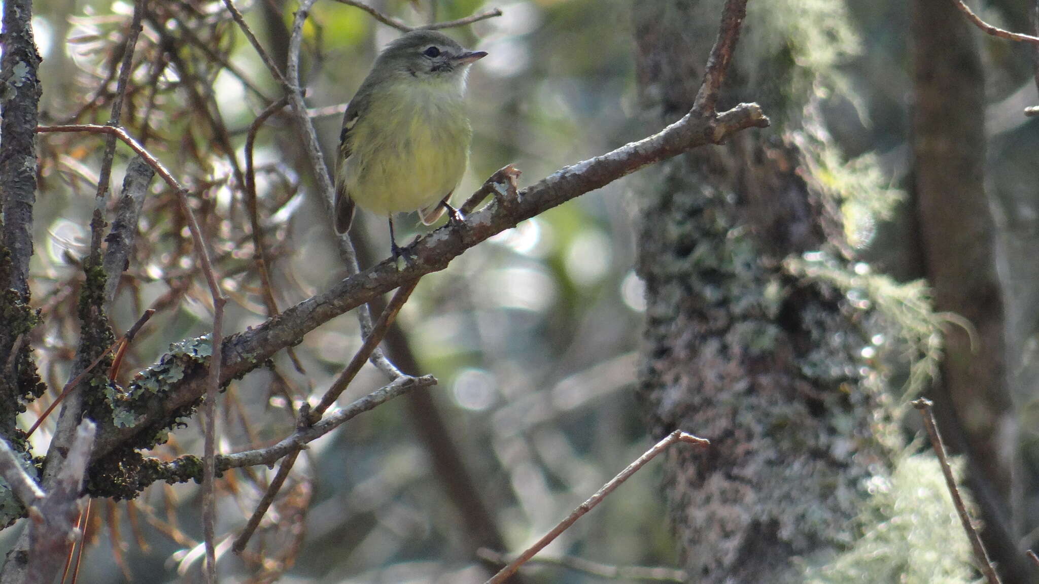 Image of Greenish Tyrannulet