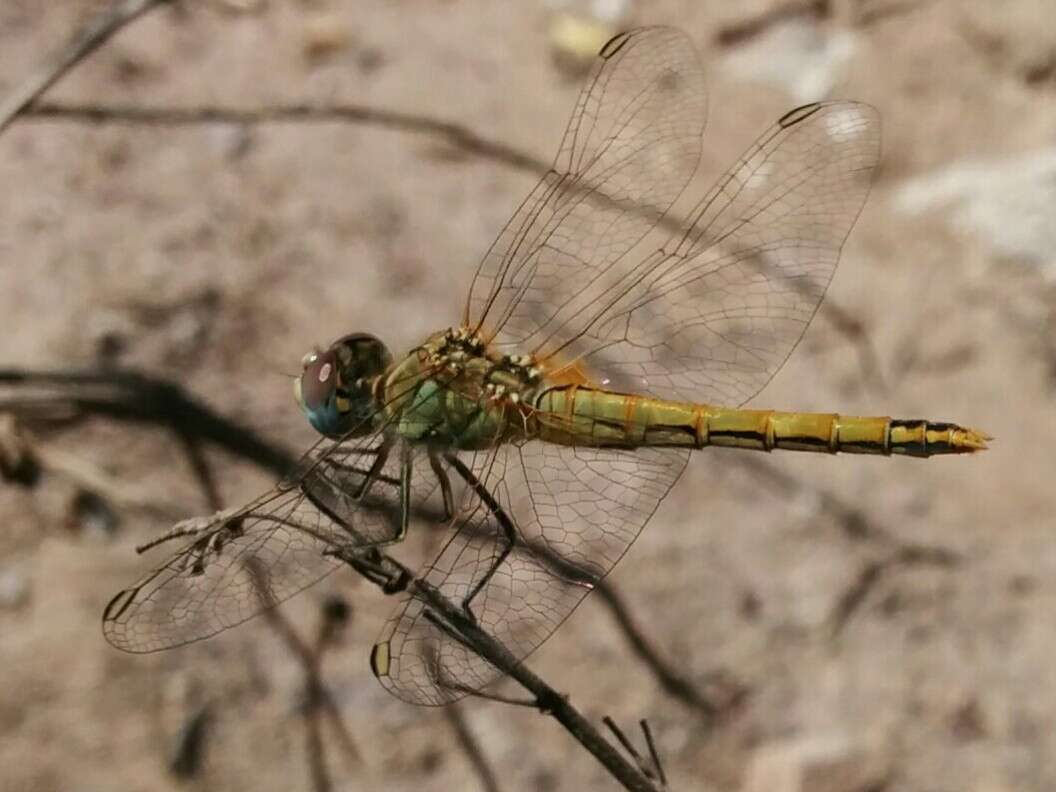 Image of Red-veined Darter