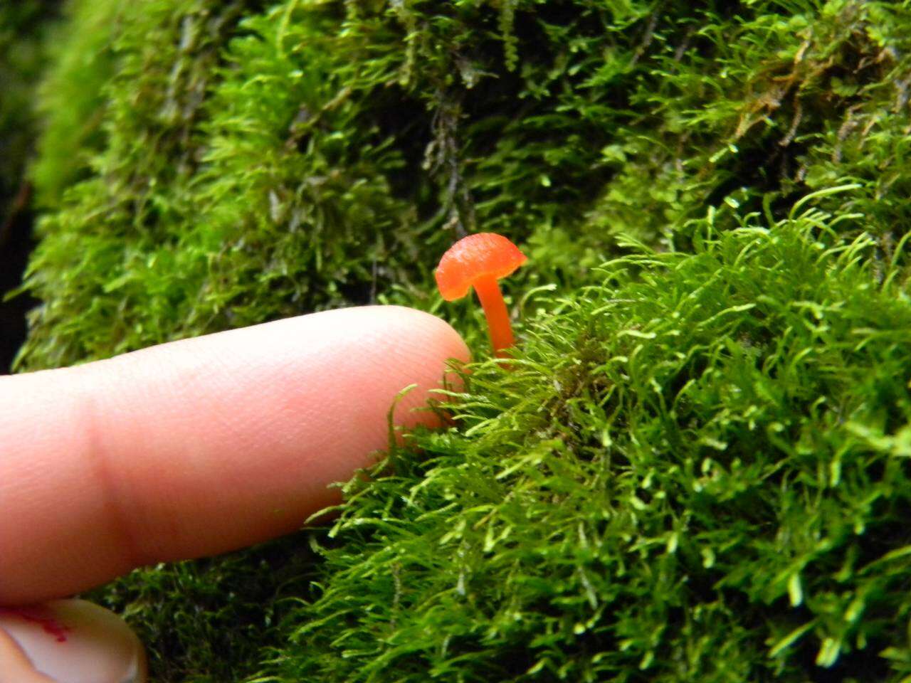 Image of Hygrocybe miniata (Fr.) P. Kumm. 1871